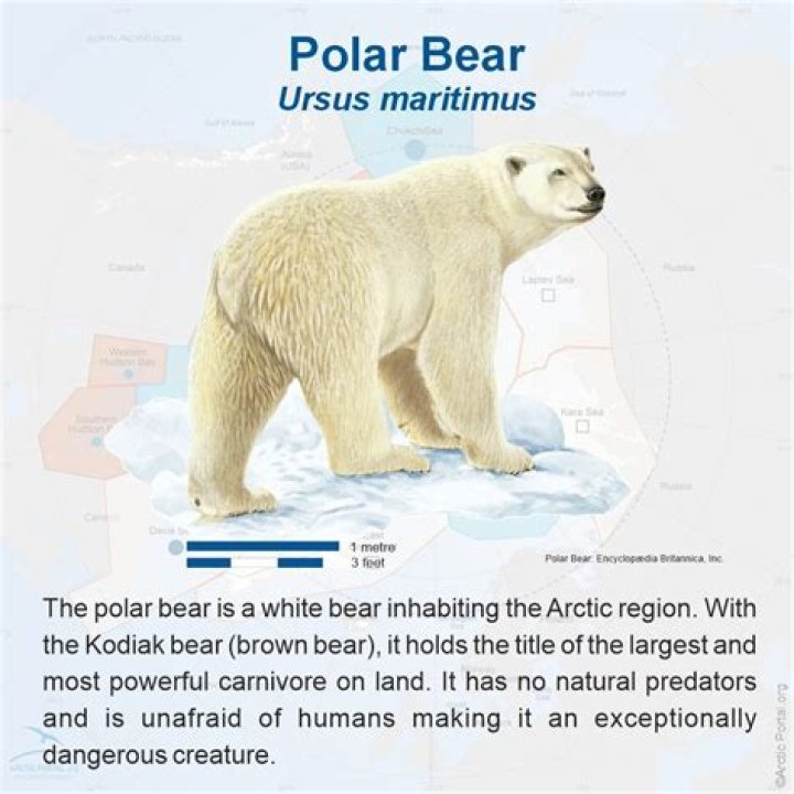 15 Amazing Polar Bear Facts — Best Life