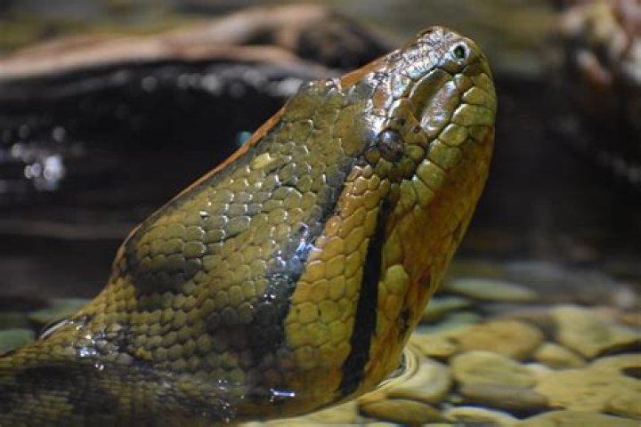 Brand New 21-Foot Snake Discovered: "Biggest of All Anacondas"